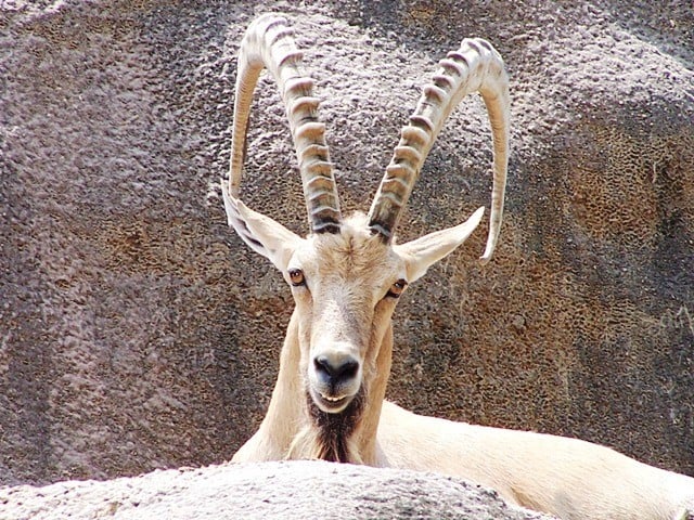 Ibex Trophy Hunting In Pakistan - Guidelines, Cost & Requirements