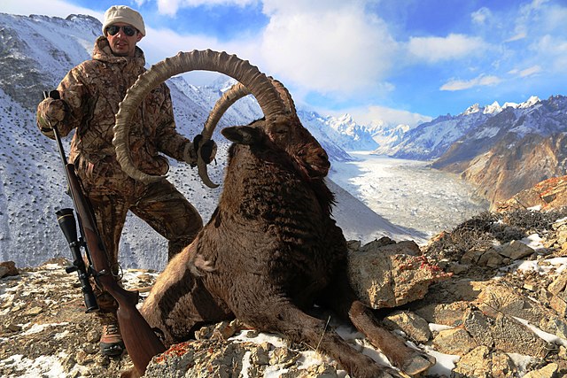 Ibex Trophy Hunting In Pakistan - Guidelines, Cost & Requirements