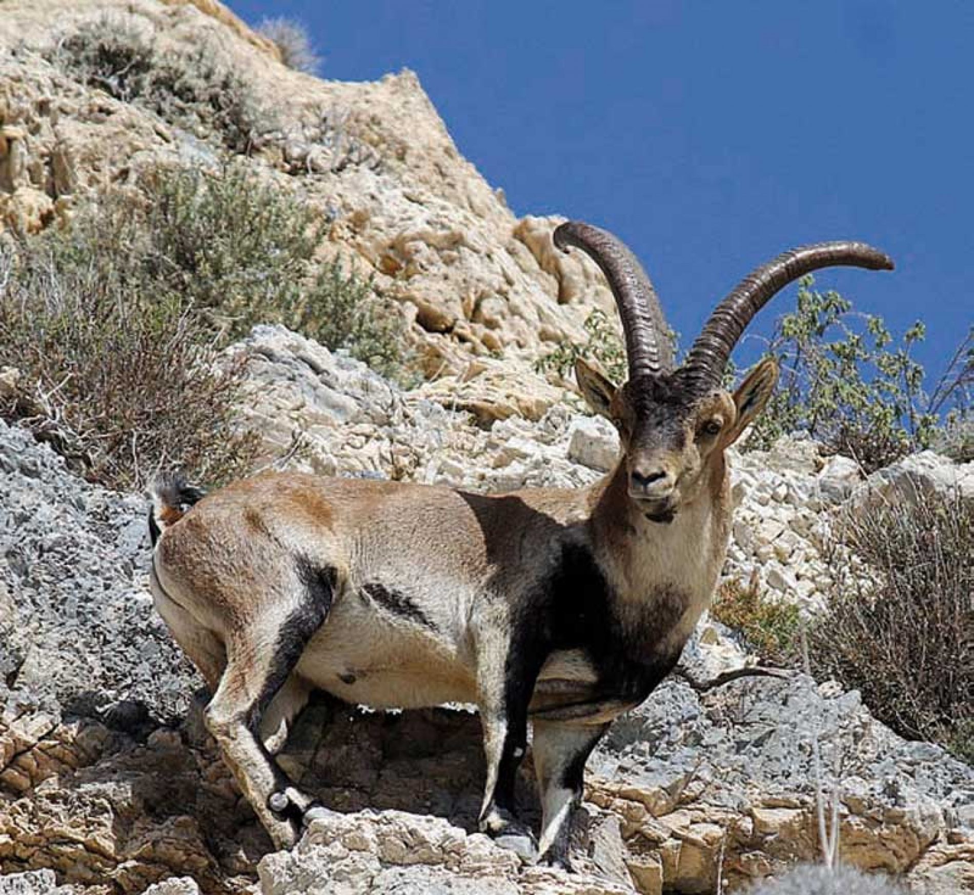 Ibex Trophy Hunting In Pakistan - Guidelines, Cost & Requirements