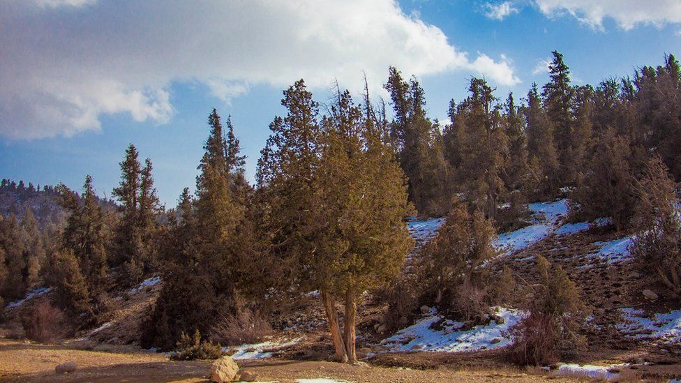 Discover The Best Places In Ziarat | Book A Tour With Fly Pakistan