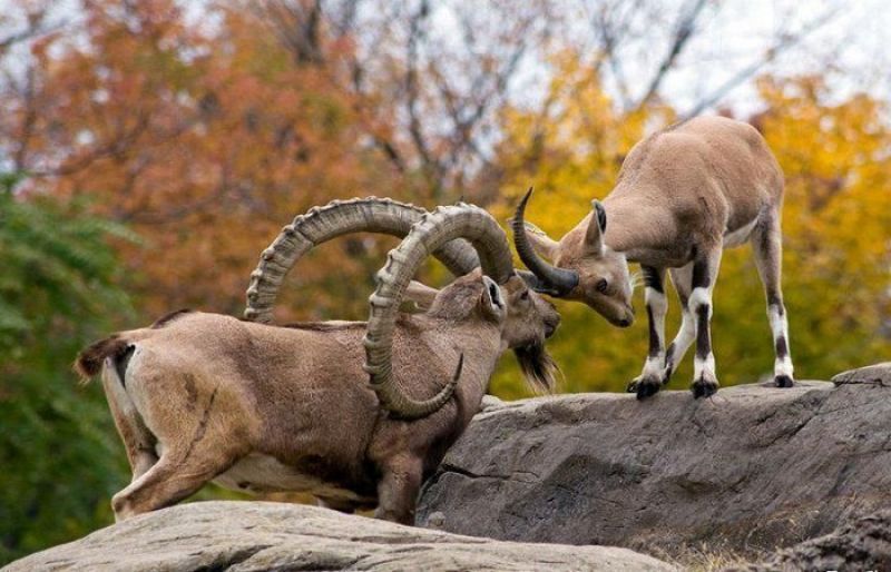 Ibex Trophy Hunting In Pakistan - Guidelines, Cost & Requirements