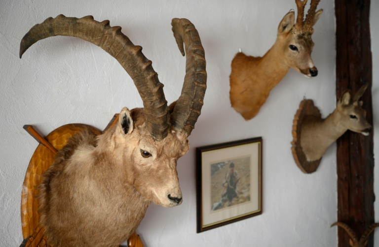 Ibex Trophy Hunting In Pakistan - Guidelines, Cost & Requirements